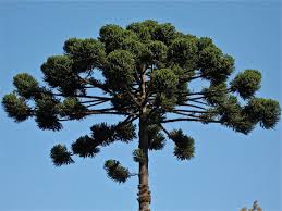 Araucaria Bidwillii, Bunya Pine