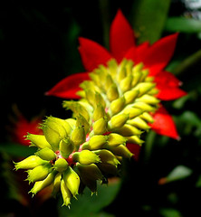 Bromeliad aechmea nudicaulis